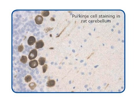 Anti-GPCR G2A Antibody Chemicon&#174;, from rabbit