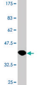 Monoclonal Anti-HPD antibody produced in mouse clone 2F3, purified immunoglobulin, buffered aqueous solution