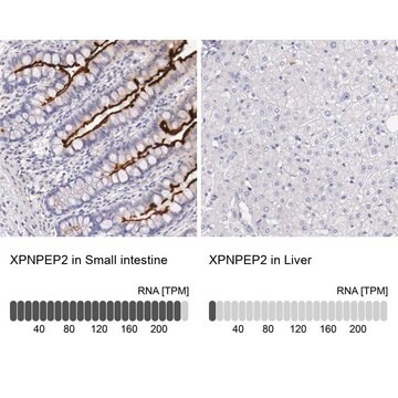 Anti-XPNPEP2 antibody produced in rabbit Prestige Antibodies&#174; Powered by Atlas Antibodies, affinity isolated antibody, buffered aqueous glycerol solution