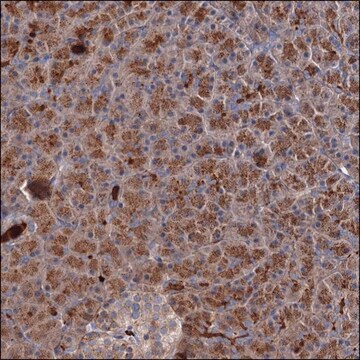 Anti-DEPDC1B antibody produced in rabbit Prestige Antibodies&#174; Powered by Atlas Antibodies, affinity isolated antibody, buffered aqueous glycerol solution