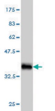 Monoclonal Anti-LRP5 antibody produced in mouse clone 1E9, purified immunoglobulin, buffered aqueous solution