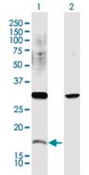 Anti-CREM antibody produced in rabbit purified immunoglobulin, buffered aqueous solution