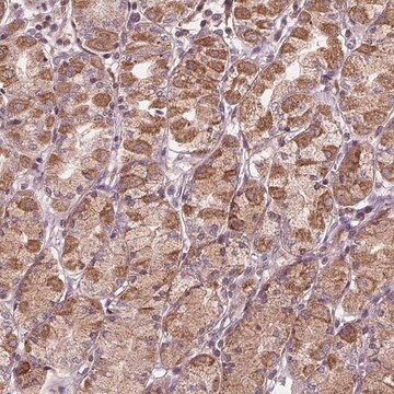 Anti-ORAI2 antibody produced in rabbit Prestige Antibodies&#174; Powered by Atlas Antibodies, affinity isolated antibody, buffered aqueous glycerol solution