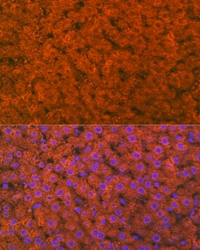 Anti-RBP4 Antibody, clone 8O0V8, Rabbit Monoclonal