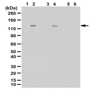 Anti-phospho-DBC1 (Thr454) Antibody from rabbit, purified by affinity chromatography