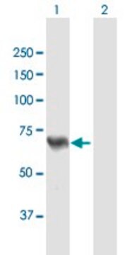 Anti-ACSL5 antibody produced in mouse purified immunoglobulin, buffered aqueous solution