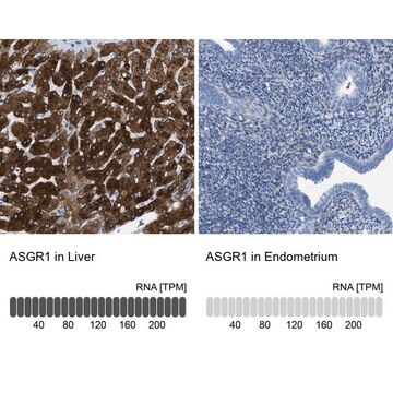 Anti-ASGR1 antibody produced in rabbit Prestige Antibodies&#174; Powered by Atlas Antibodies, affinity isolated antibody, buffered aqueous glycerol solution