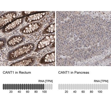 Anti-CANT1 antibody produced in rabbit Prestige Antibodies&#174; Powered by Atlas Antibodies, affinity isolated antibody, buffered aqueous glycerol solution, Ab3