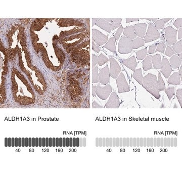 Anti-ALDH1A3 antibody produced in rabbit Prestige Antibodies&#174; Powered by Atlas Antibodies, affinity isolated antibody, buffered aqueous glycerol solution