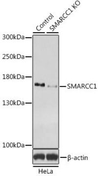 Anti-SMARCC1 antibody produced in rabbit