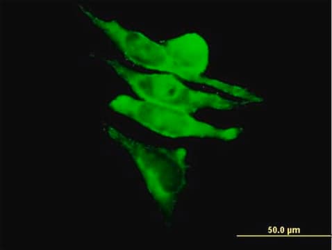 Anti-RAPGEF1 antibody produced in mouse purified immunoglobulin, buffered aqueous solution