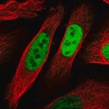 Anti-EGR1 antibody produced in rabbit Prestige Antibodies&#174; Powered by Atlas Antibodies, affinity isolated antibody