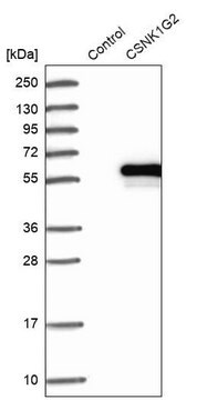 Anti-CSNK1G2 antibody produced in rabbit Prestige Antibodies&#174; Powered by Atlas Antibodies, affinity isolated antibody, buffered aqueous glycerol solution