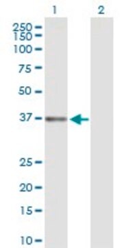 Anti-DFFB antibody produced in rabbit purified immunoglobulin, buffered aqueous solution