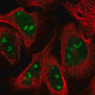 Anti-ZNF507 antibody produced in rabbit Prestige Antibodies&#174; Powered by Atlas Antibodies, affinity isolated antibody