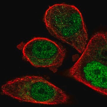 Anti-FCHO1 antibody produced in rabbit Prestige Antibodies&#174; Powered by Atlas Antibodies, affinity isolated antibody