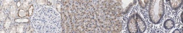 Anti-TDO2 Antibody, clone 7A6.1 clone 7A6.1, from mouse