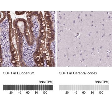 Monoclonal Anti-CDH1 antibody produced in mouse Prestige Antibodies&#174; Powered by Atlas Antibodies, clone CL1170, purified immunoglobulin, buffered aqueous glycerol solution