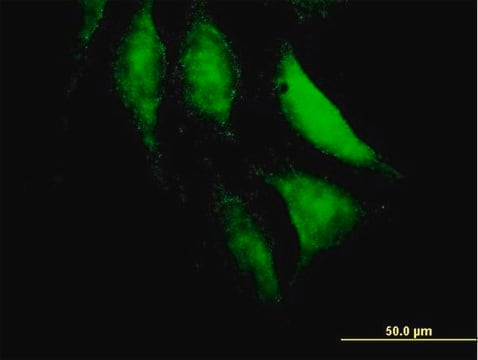 Anti-HECTD2 antibody produced in mouse IgG fraction of antiserum, buffered aqueous solution