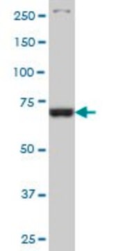 Monoclonal Anti-TBX3 antibody produced in mouse clone 3A10, ascites fluid