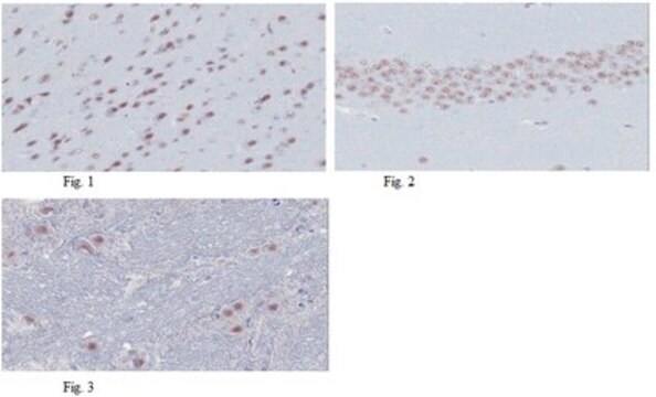 Anti-MyT1L Antibody, clone 20B4.1 clone 20B4.1, from mouse