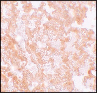 Anti-MFSD2A antibody produced in rabbit affinity isolated antibody, buffered aqueous solution