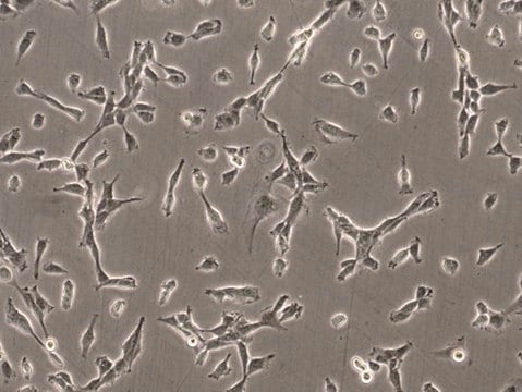 SK-MEL-147 Human Melanoma Cell Line&nbsp;