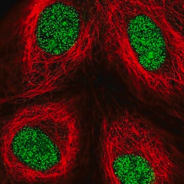 Anti-ZFP69 antibody produced in rabbit Prestige Antibodies&#174; Powered by Atlas Antibodies, affinity isolated antibody