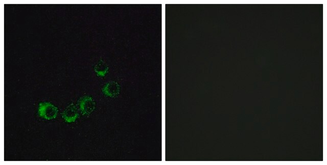 Anti-OR10A5 antibody produced in rabbit affinity isolated antibody