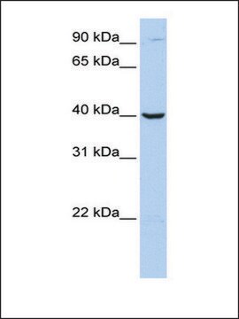 Anti-ARG2 antibody produced in rabbit affinity isolated antibody