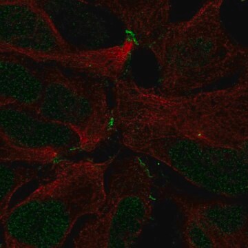 Anti-ZNF536 antibody produced in rabbit Prestige Antibodies&#174; Powered by Atlas Antibodies, affinity isolated antibody