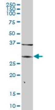 Anti-ARG1 antibody produced in mouse purified immunoglobulin, buffered aqueous solution