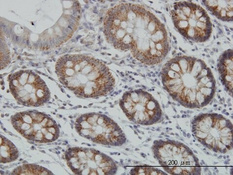 Monoclonal Anti-MT antibody produced in mouse clone 2F2, purified immunoglobulin, buffered aqueous solution