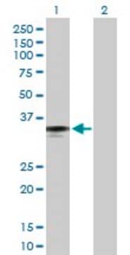 Anti-FCN2 antibody produced in rabbit purified immunoglobulin, buffered aqueous solution