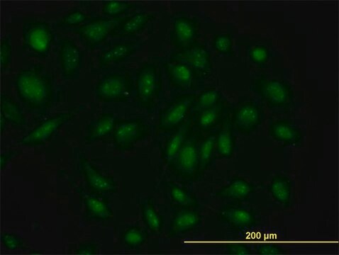 Monoclonal Anti-SKP1A antibody produced in mouse clone 1H8, purified immunoglobulin, buffered aqueous solution