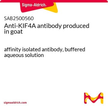 Anti-KIF4A antibody produced in goat affinity isolated antibody, buffered aqueous solution