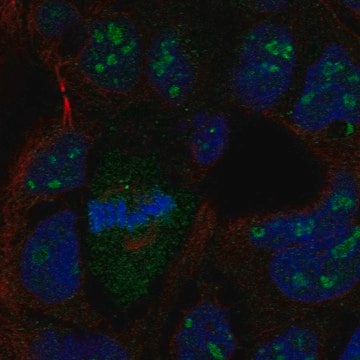 Anti-LRRN4 antibody produced in rabbit Prestige Antibodies&#174; Powered by Atlas Antibodies, affinity isolated antibody