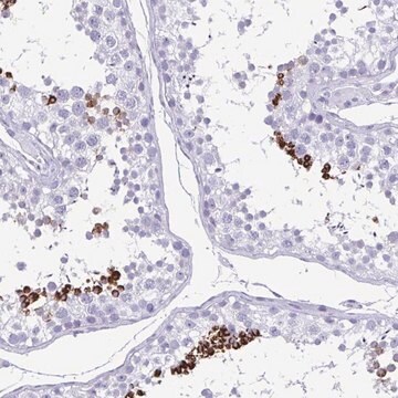 Anti-TCEAL3 antibody produced in rabbit Prestige Antibodies&#174; Powered by Atlas Antibodies, affinity isolated antibody, buffered aqueous glycerol solution