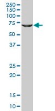 Monoclonal Anti-GLYCTK antibody produced in mouse clone 1B5, purified immunoglobulin, buffered aqueous solution