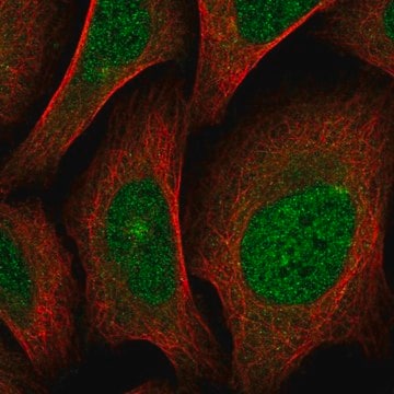 Anti-SCN4A antibody produced in rabbit Prestige Antibodies&#174; Powered by Atlas Antibodies, affinity isolated antibody, buffered aqueous glycerol solution