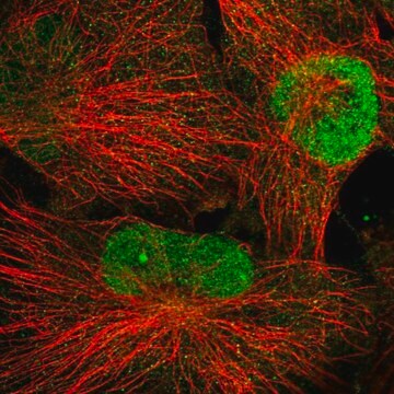 Anti-WDR33 antibody produced in rabbit Prestige Antibodies&#174; Powered by Atlas Antibodies, affinity isolated antibody