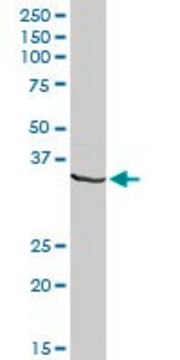 Anti-DNALI1 antibody produced in rabbit purified immunoglobulin, buffered aqueous solution