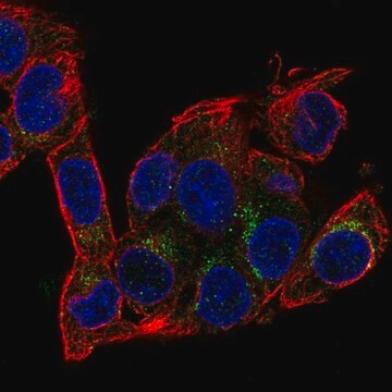 Anti-AIFM2 antibody produced in rabbit Prestige Antibodies&#174; Powered by Atlas Antibodies, affinity isolated antibody