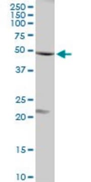 Anti-FLOT1 antibody produced in rabbit purified immunoglobulin, buffered aqueous solution