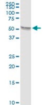 Anti-TBX5 antibody produced in rabbit purified immunoglobulin, buffered aqueous solution