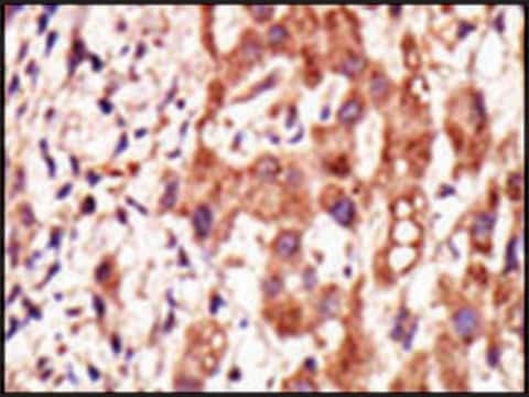 Anti-GCNT1 (C-term) antibody produced in rabbit IgG fraction of antiserum, buffered aqueous solution