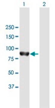 Anti-PTPN22 antibody produced in mouse purified immunoglobulin, buffered aqueous solution