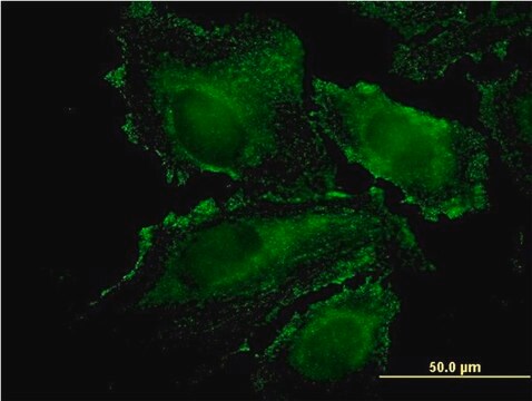 Monoclonal Anti-RHOJ antibody produced in mouse clone 1E4, purified immunoglobulin, buffered aqueous solution