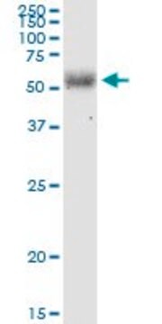 Monoclonal Anti-LGTN, (C-terminal) antibody produced in mouse clone 2D10, purified immunoglobulin, buffered aqueous solution