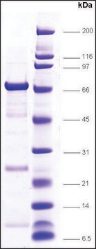 TFIIF (RAP74 subunit) human recombinant, expressed in E. coli, &#8805;80% (SDS-PAGE)